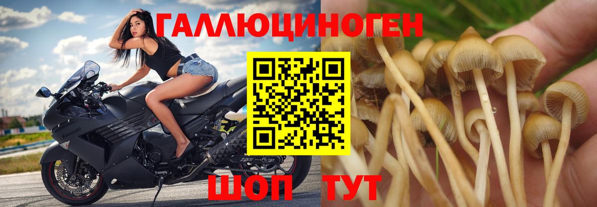 Галлюциногенные грибы Psilocybine cubensis Магнитогорск